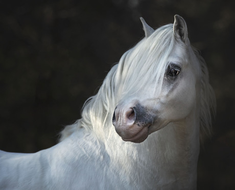 pretty welsh stallion 