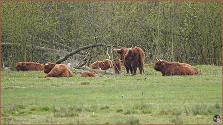 Schotse Hooglanders …