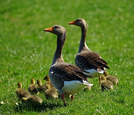 Grauwe gans met pullen 