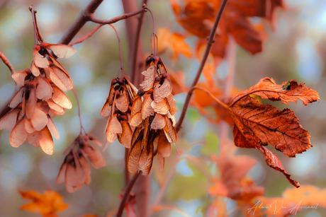 herfstkleur