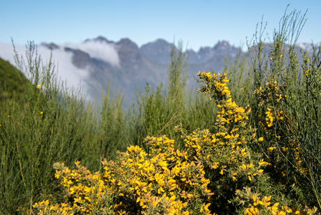 Uitzicht op de pico's van Madeira
