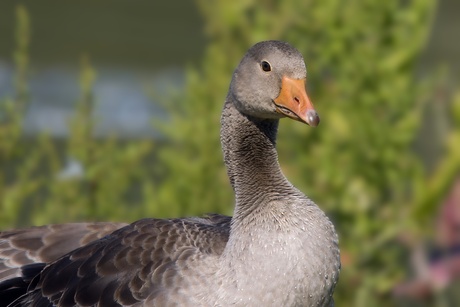 De Grauwe Gans