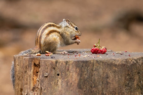 Nootjes...eten...eten...eten....