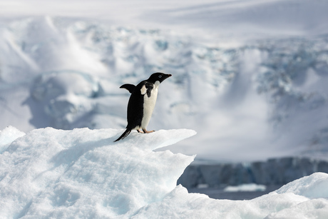 Antacrtica, even luisteren