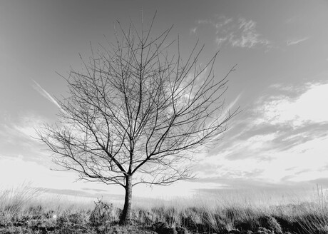 Silhouet van de Natuur