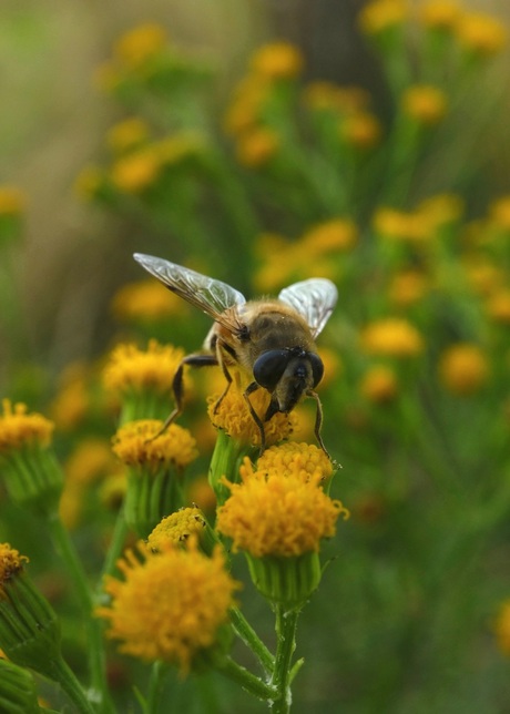 blinde bij op bloem