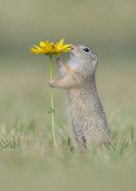 Grondeekhoorn ruikt aan bloem