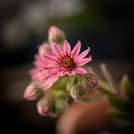 Spinnenwebhuislook bloem