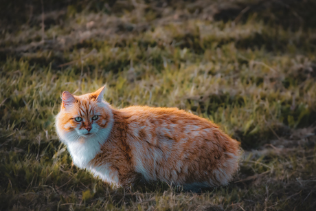 Rode kat in weiland bij Oosterbeek