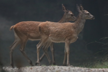 Vanmorgen in de mist.