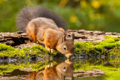 Drinkende Eekhoorn
