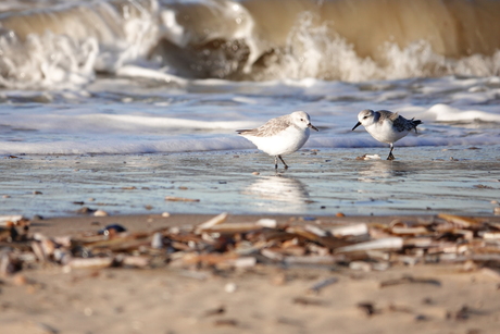 Drieteenstrandlopers