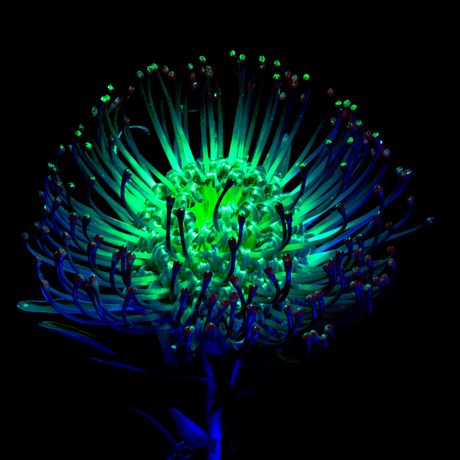 Van een andere wereld