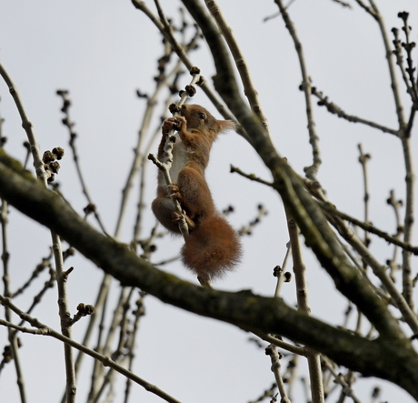 Eekhoorn 