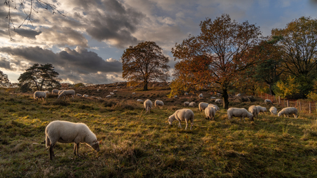 Maasduinen herfst 2024