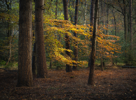 Herfst de Slotplaats