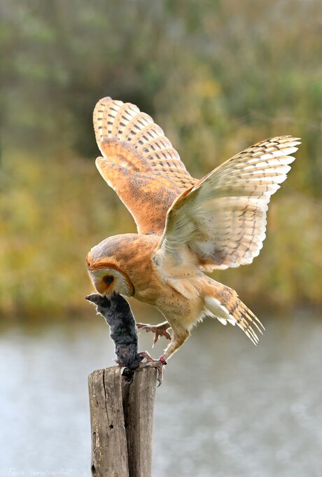 Barn Owl Snack