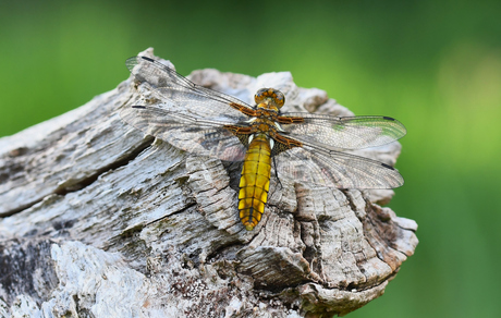 Gele platbuik ( Lidellula depressa ♀ )