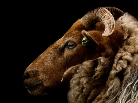 schaap