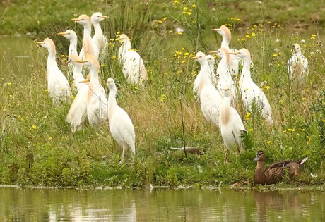 16 koereigers
