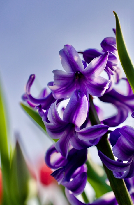 Eenzame vreemdeling tussen de tulpen