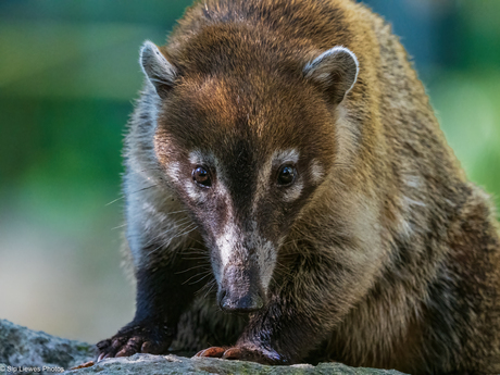 Coati