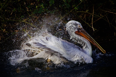 Pelikaan geniet van het warme weer