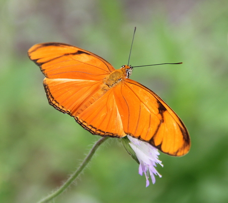 Oranje passiebloemvlinder.