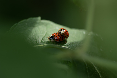 Parende lieveheersbeestjes