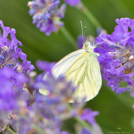 Klein geaderd koolwitje