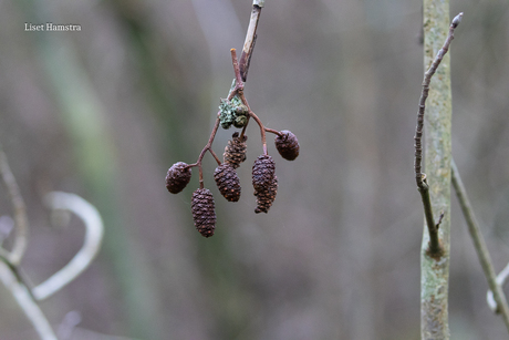 natuur