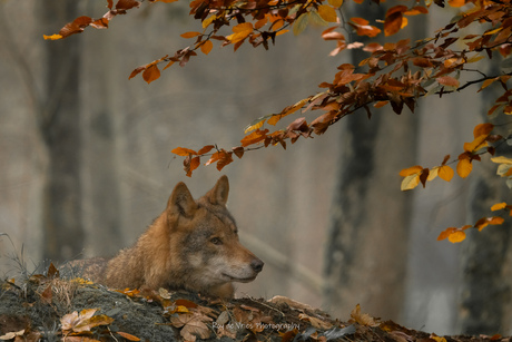 herfst in het bos