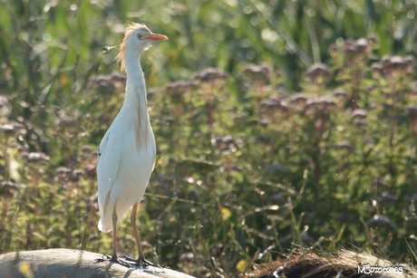 Koereiger