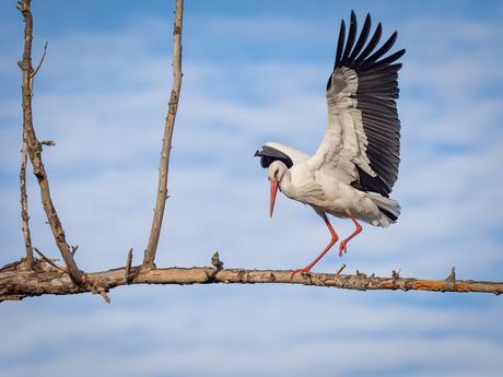 Landing