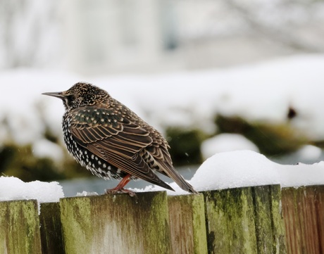 Spreeuw, Wat ben je toch eigenlijk mooi!! 