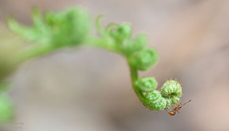 nog even de lente in beeld