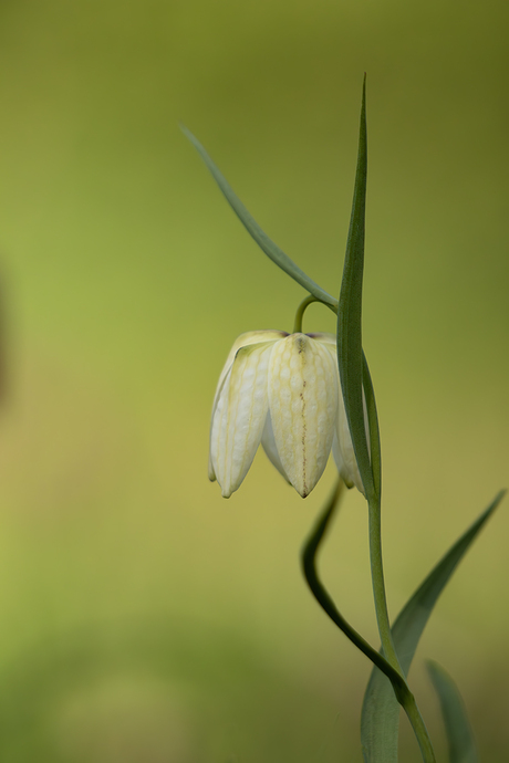 Witte kievitsbloem 