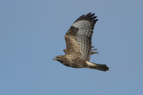 buizerd