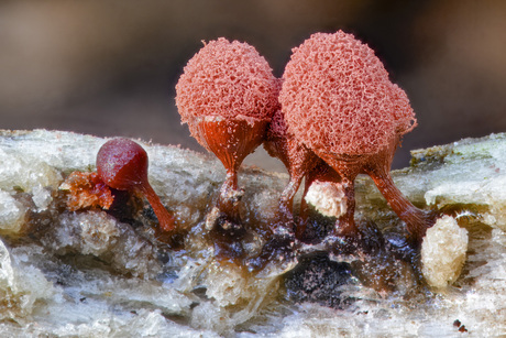 Karmijnrood netwatje