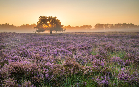 Gele lucht boven de paarse heide