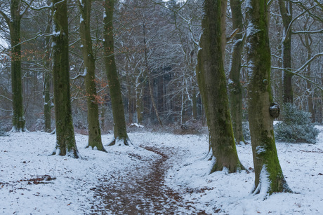 sneeuw in het bos