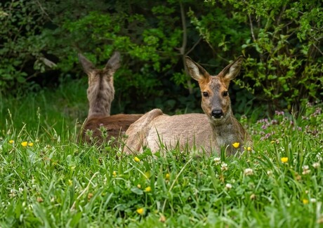Reeën in de tuin!