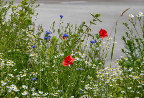 Veldbloemen