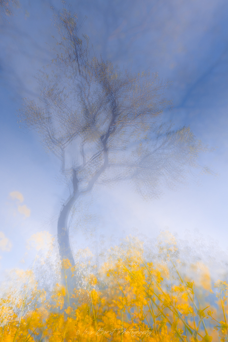 Photographic impressionism van een bloesemboom