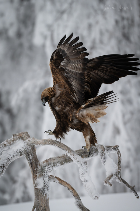 Steenarend in de sneeuw in Finland