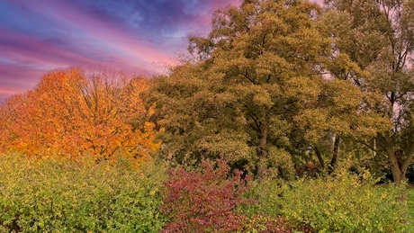 herfst brengt kleur