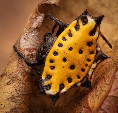 Spiny Orbweaver