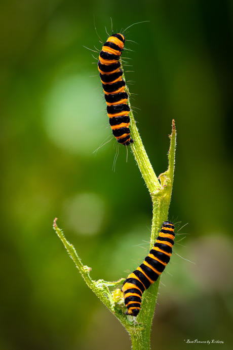  Rupsen Sint-jansvlinder