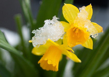 Narcissen met sneeuw