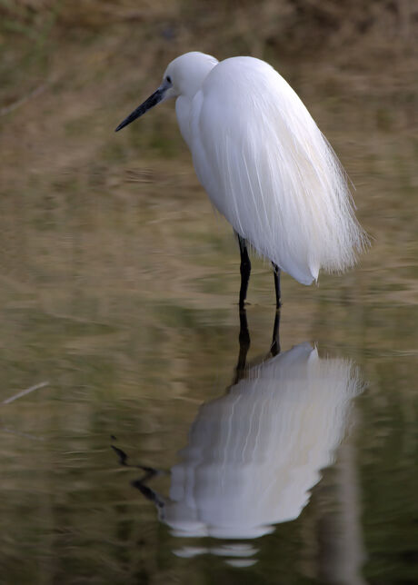 Kleine zilverreiger